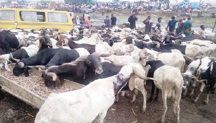 Eid Kabir Festival: Rising Ram Prices Put Celebration Out of Reach for Many